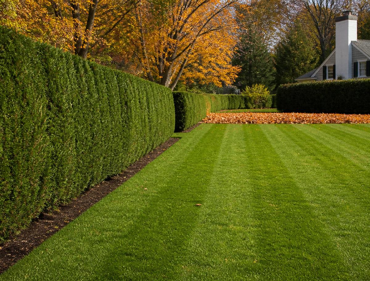 Precisely maintained hedges beside a clean autumn lawn